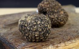 Magical Istrian Truffles