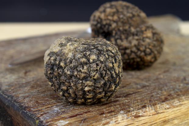 Magical Istrian Truffles Magical Istrian Truffles