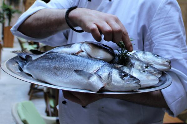 Daily catch 